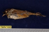 藏品(紋翼畫眉)的圖片